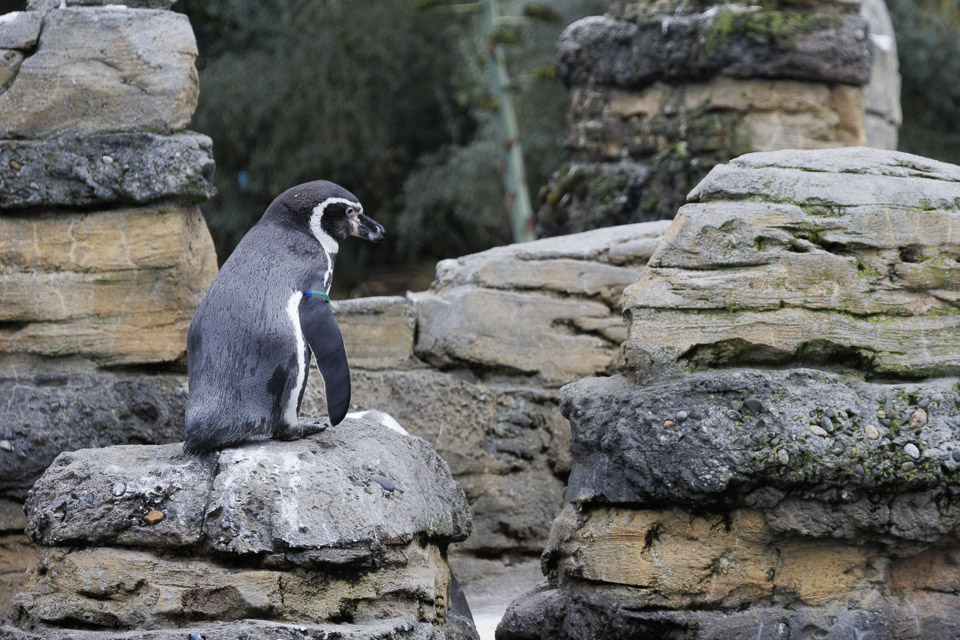 Woodland Park Zoo — photo 5